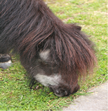 Elderly Shetland Pony